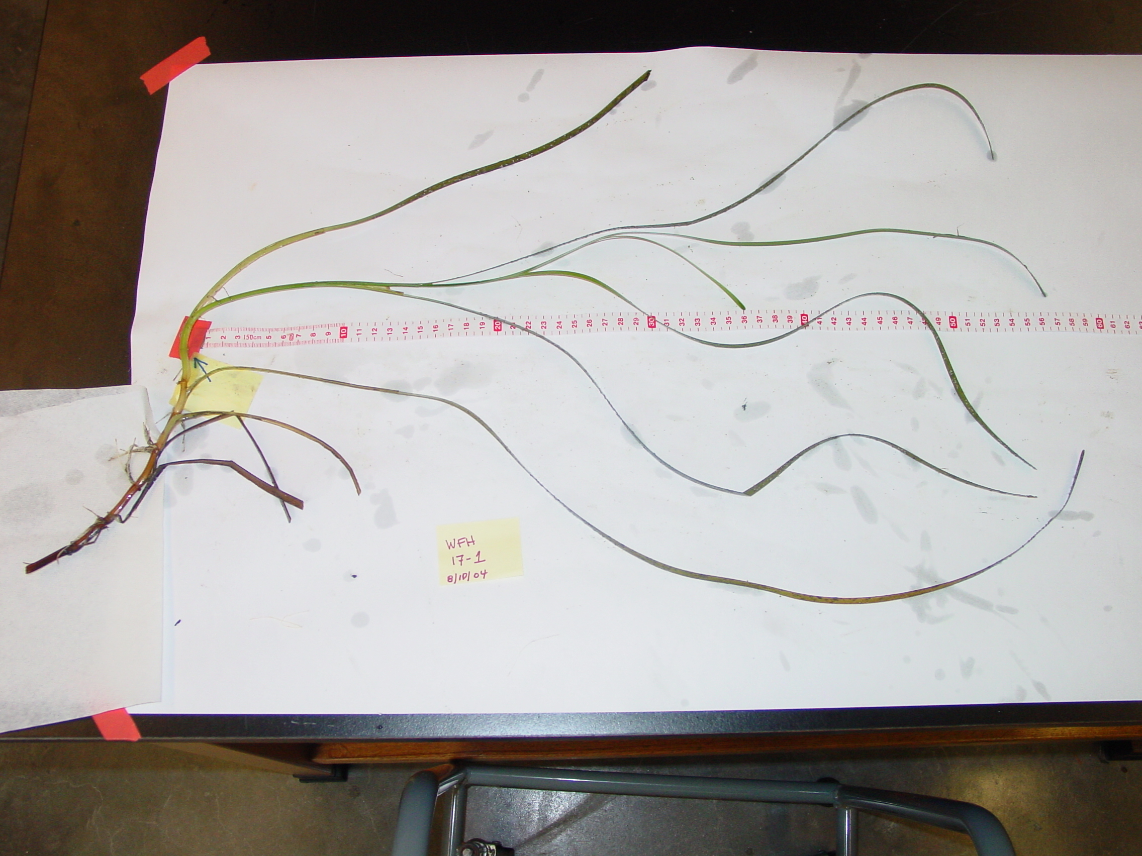 20Year Study of Nitrogen Pollution in West Falmouth Harbor Receives